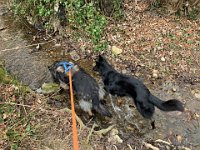 Shani und Gitan